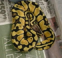 Jungle Pastel Ball Python female #7a