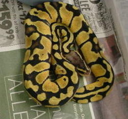 Jungle Pastel Ball Python female #7a