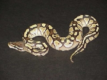 yr2006 Female Lesser Platy Ball Python