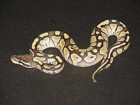 yr2006 Female Lesser Platy Ball Python