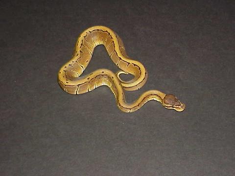 yr2006 Male Pinstripe Ball Python
