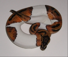yr2006 Piebald Female image #1
