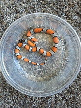 2018 Female Black Headed Blairs