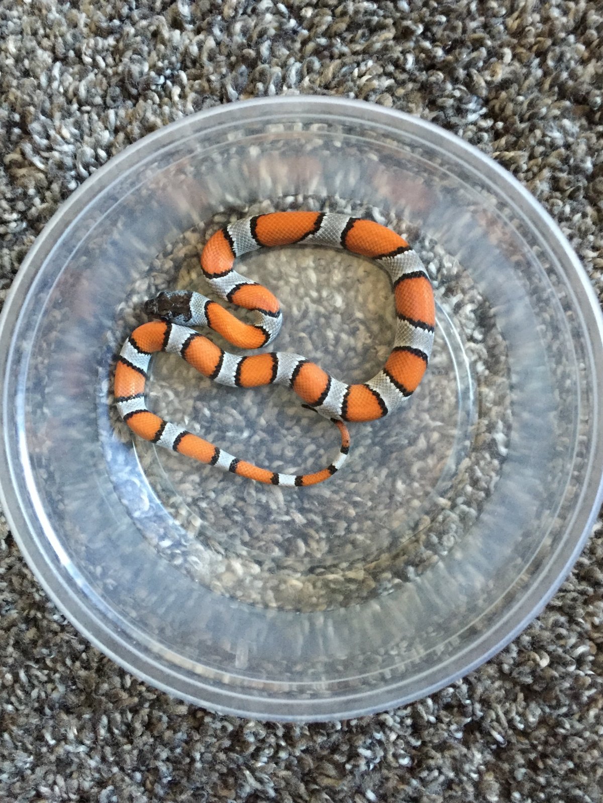 2018 Female Black Headed Blairs