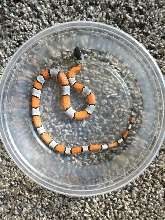 2018 Male Black Headed Blairs