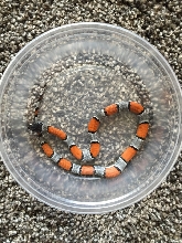 2018 Female Black Headed Blairs