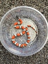 2018 Male Juno Road Blairs
