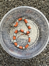 2018 Female Juno Road Blairs