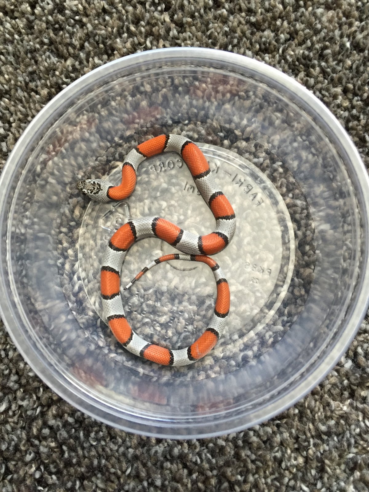 2018 Female Juno Road Blairs