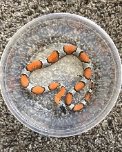 2019 Male Juno Road Blairs