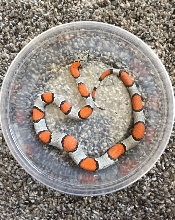 2019 Female Juno Road Blairs
