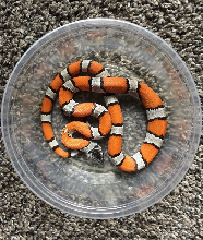 2020 Male Black Headed Blairs