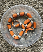 2020 Female Black Headed Blairs