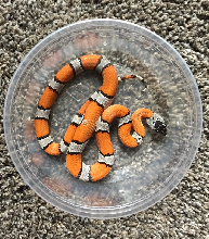 2020 Male Black Headed Blairs