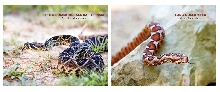 Previews of the Venom 2019 Calendar