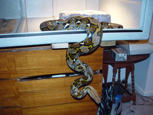 retic