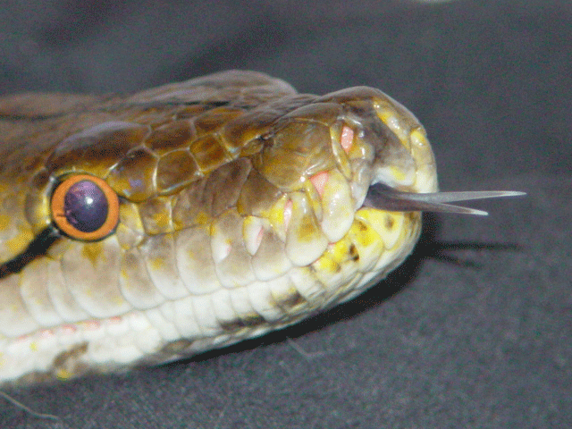 tongue