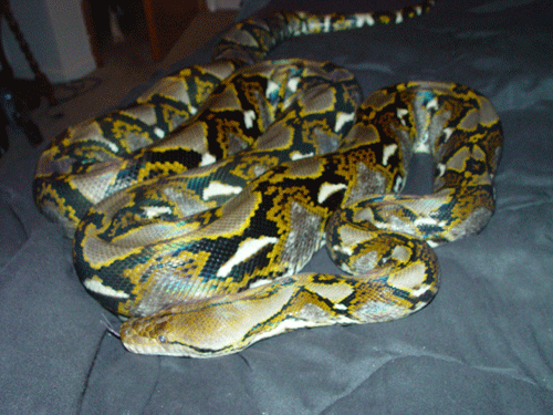 10' retic