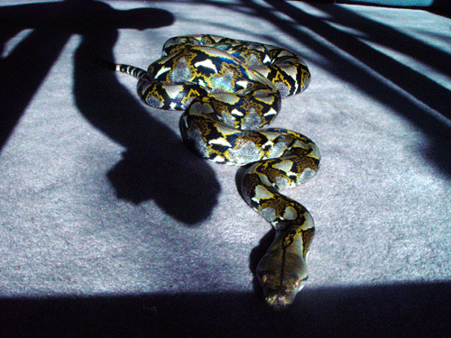 retic/shadow
