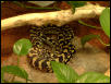 ijcp male
