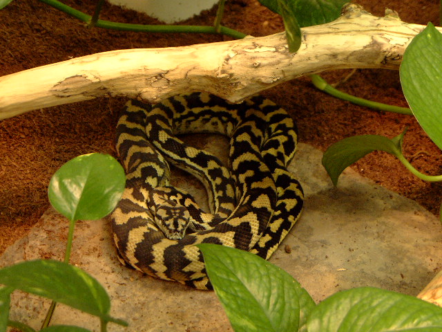 ijcp male