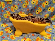 Bath Time