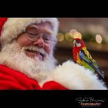 Picasso Visits Santa