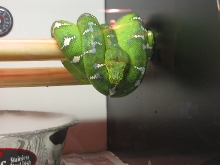 Emerald Tree Boa