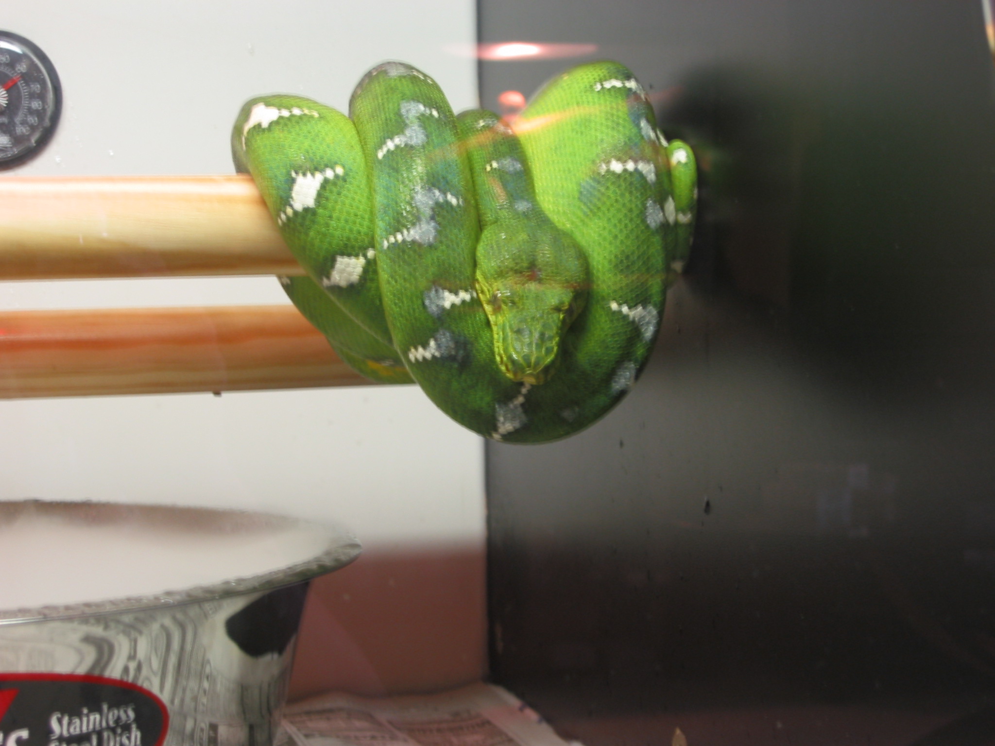 Emerald Tree Boa