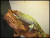 Caiman Lizard
