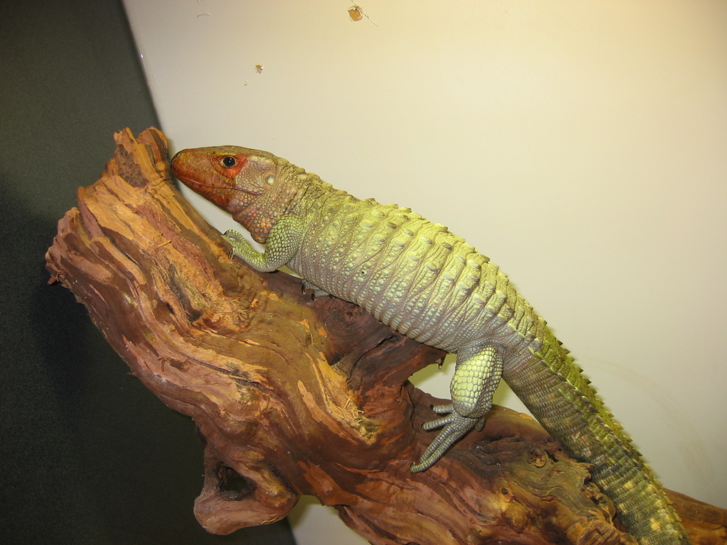 Caiman Lizard