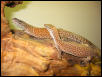 Red Ackeis