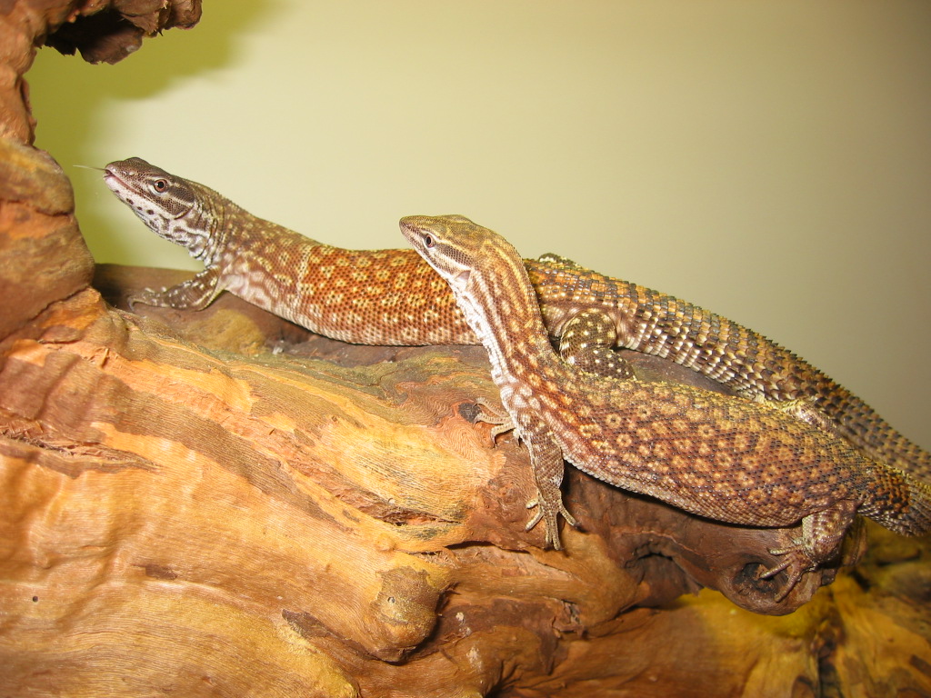 Red Ackeis