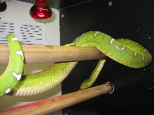 Emerald Tree Boa
