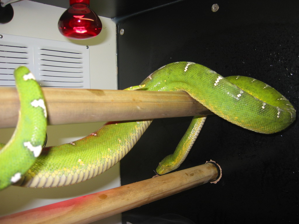 Emerald Tree Boa