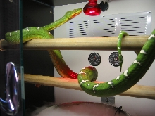 Emerald Tree Boa