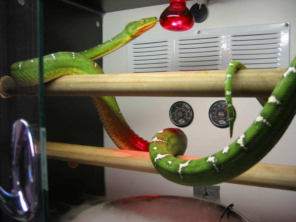 Emerald Tree Boa