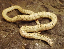 Florida King Snake