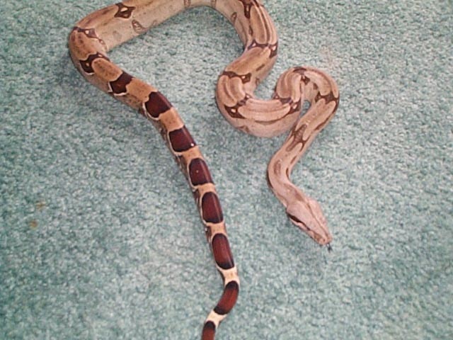 boa2