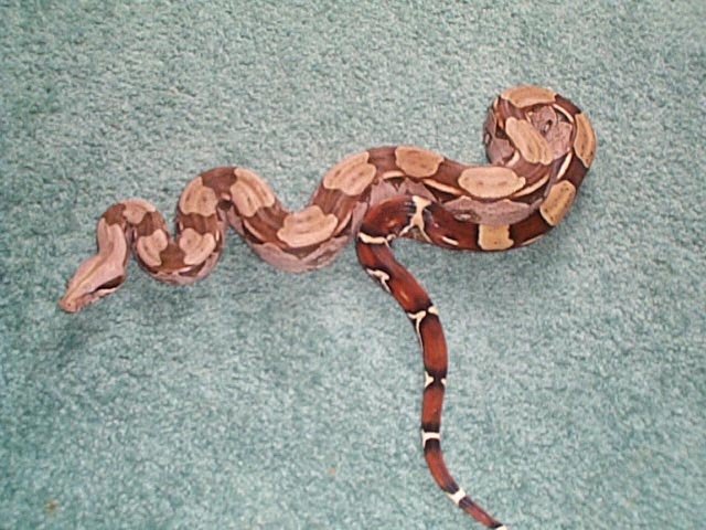boa 4