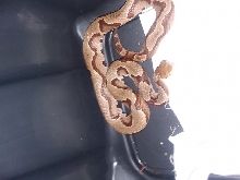 WC Morphed stripped Copperhead