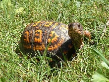 today's visitor...