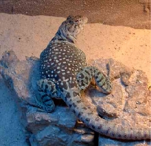 Brutus: Fat lizard