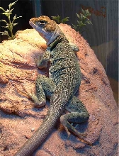 Delilah finally holds still...