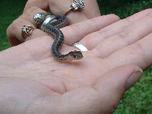 Teeny visitor