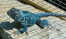 Texas Saphire collared lizard