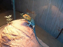 Sampson's new fake rock