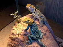 Yellowhead Pair