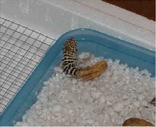 Collared hatchling 4-25-04