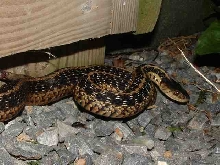 Farm visitor